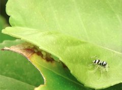 Phintella accentifera