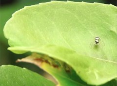 Phintella accentifera