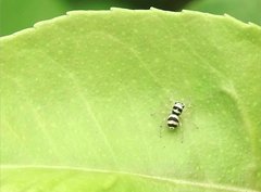 Phintella accentifera