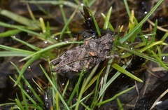 Paratettix argillaceus