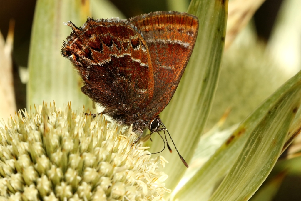 Guatemalan Hairstreak