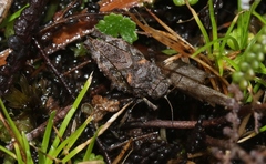 Paratettix argillaceus