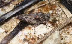 Paratettix argillaceus