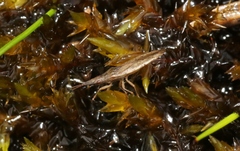 Cryptorhamphus orbus