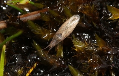 Cryptorhamphus orbus