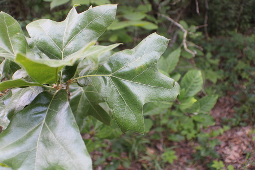 Quercus marilandica var. ashei