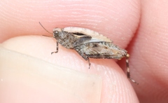 Paratettix argillaceus