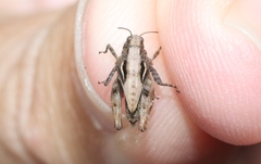 Paratettix argillaceus