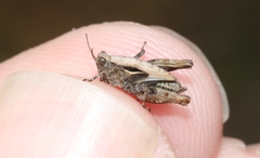 Paratettix argillaceus