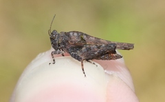 Paratettix argillaceus