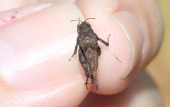 Paratettix argillaceus