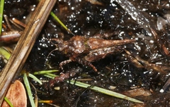 Paratettix argillaceus