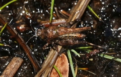 Paratettix argillaceus