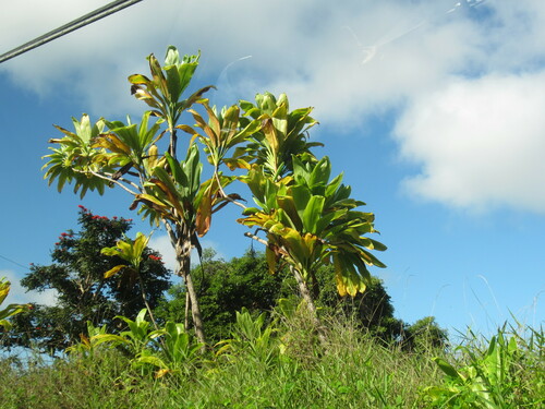 Cordyline fruticosa
