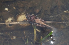 Paratettix argillaceus