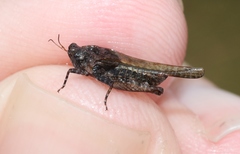 Paratettix argillaceus