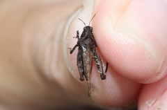 Paratettix argillaceus