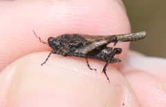 Paratettix argillaceus