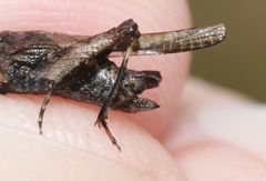 Paratettix argillaceus