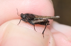 Paratettix argillaceus