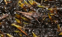 Paratettix argillaceus