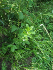 Artemisia japonica