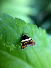Choreutis xanthogramma