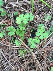 Hydrocotyle dissecta