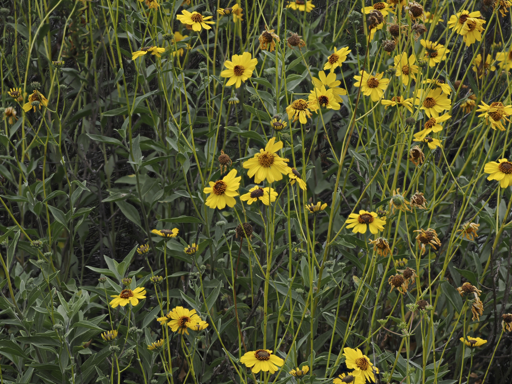 California brittlebush from Vista, CA, USA on June 6, 2023 at 0946 AM