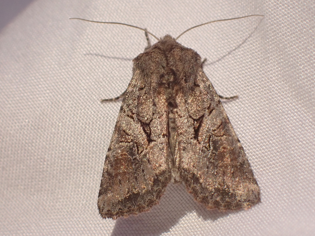 Separated Quaker