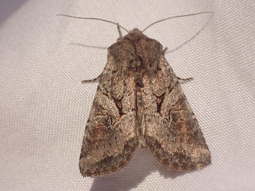 Separated Quaker