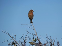 Haemorhous mexicanus amplus