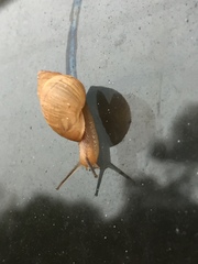 Bulimulus bonariensis image