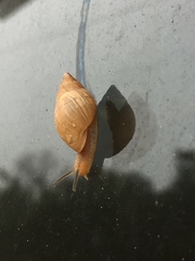 Bulimulus bonariensis image