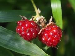 Rubus parvifolius