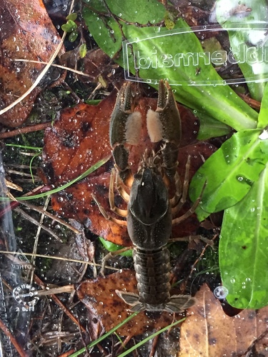 Procambarus capillatus image