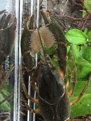 Procambarus capillatus