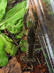 Procambarus capillatus