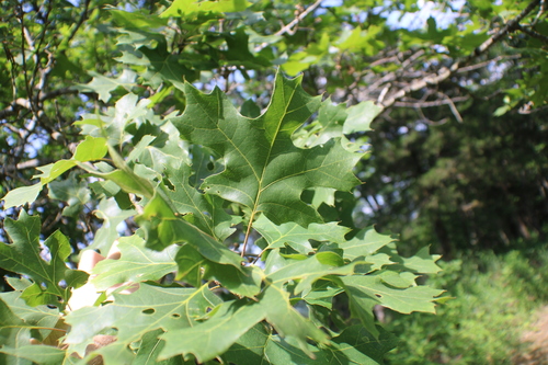 mapleleaf oak