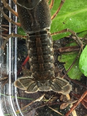 Procambarus capillatus
