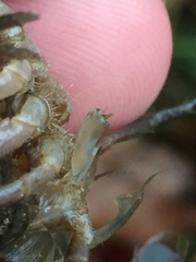 Procambarus capillatus