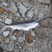Paddlefishes - Photo (c) Jared Gorrell, some rights reserved (CC BY-NC), uploaded by Jared Gorrell