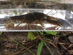 Procambarus capillatus