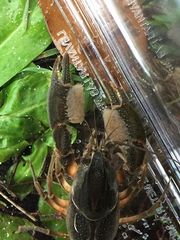 Procambarus capillatus