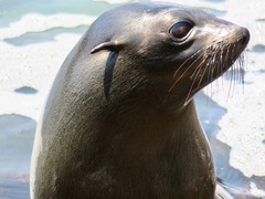 Arctocephalus townsendi