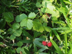 Rubus parvifolius