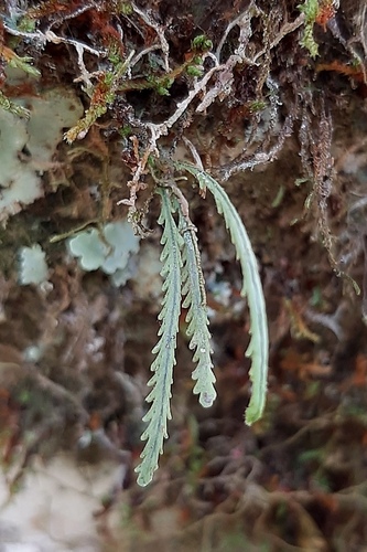 Toothed snailfern (Cochlidium serrulatum)