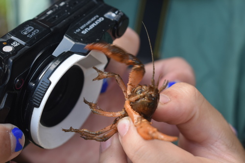 Cambarus nodosus