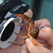 Knotty Burrowing Crayfish - Photo (c) Jared Gorrell, some rights reserved (CC BY-NC), uploaded by Jared Gorrell