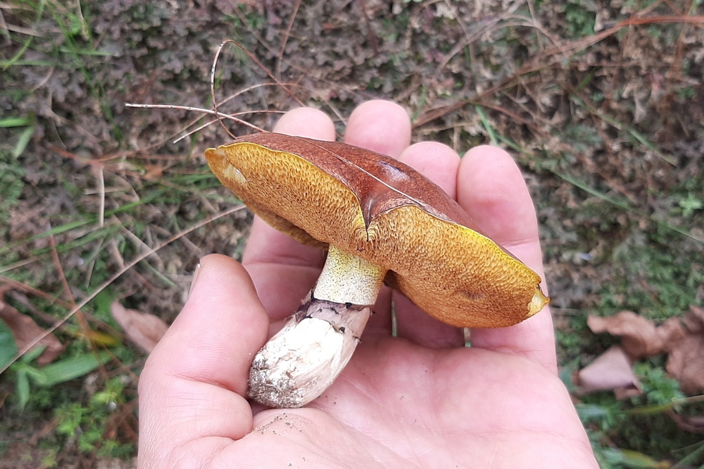 Suillus luteus · June 2021 · photo: © yoannisd (iNaturalist, cc-by)